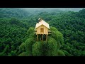 Surviving Alone On A Bamboo Treetop Bamboo House King Of Satyr
