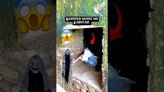 Haunted house me kabutar🕊️😱#pets #petlover #pigeon #kabutarbazi#fun #minivlog #shorts #shortsfeed
