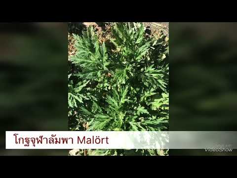 โกฐจุฬาลัมพา, Gråbo, Malört, Wormwood, (Artemisia vulgaris) 31 พฤษภาคม ค.ศ. 2018
