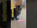 17才になった寅子😸これからもおばにゃんずをよろしくお願いしますにゃん😻