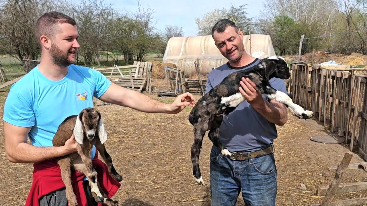 LA STANA DE CAPRE A LUI GEORGICA,PERIOADA FATARILOR.