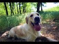 Adventure time with golden retrievers
