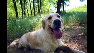 Adventure time with golden retrievers