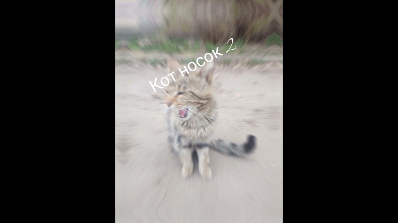 кот носок 2 - YouTube