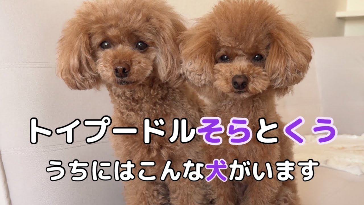 【5年目】トイプードルそらとトイプードルくうってどんな犬⁉︎