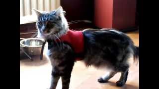 Funny Maine Coon walking backwards by José entrena 55 views 9 years ago 39 seconds