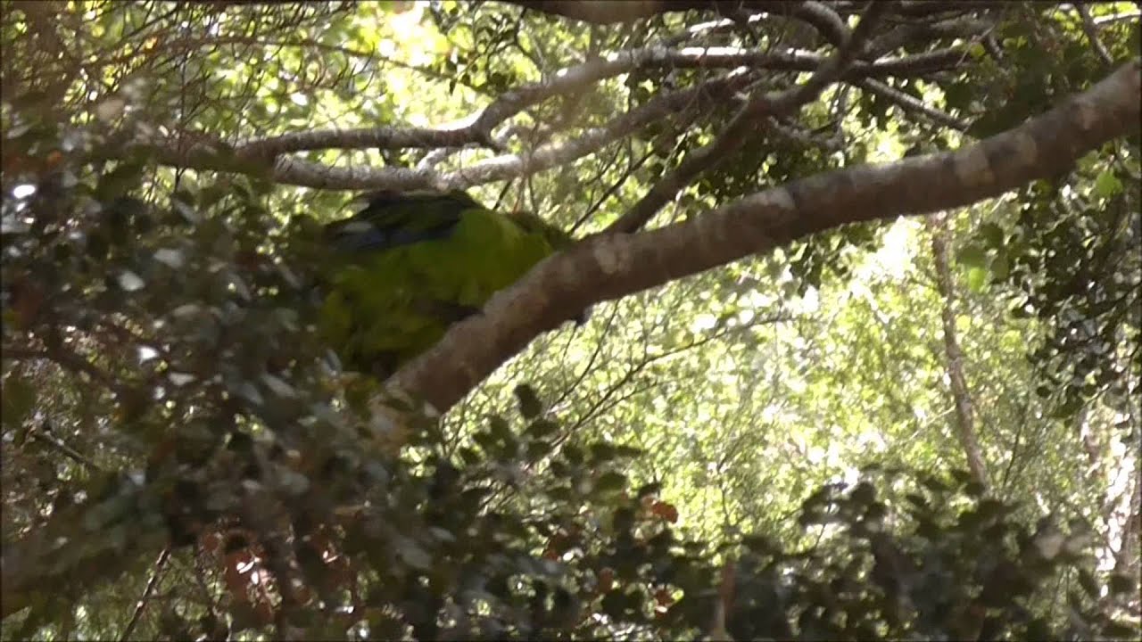 Kakariki, the yellow-crowned parakeet 