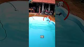 Pitbullun Şimşek Hızındaki Refleksleri Chihuahuayı Felaketten Kurtardı