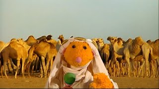 The Hoobs: Camel (2001)