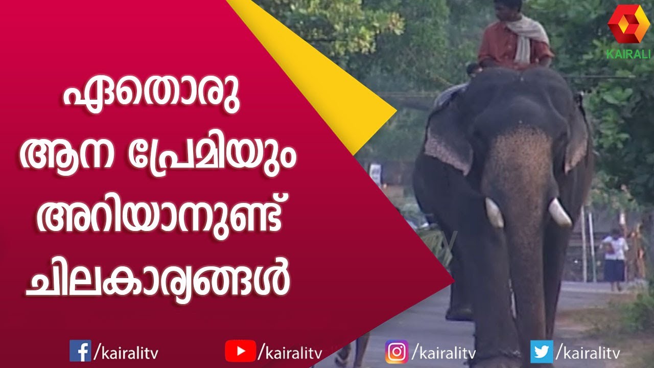 ആനകളുടെ കളിയാട്ടങ്ങളും ഞെട്ടിക്കുന്ന കഥകളും | Ravipuram Govindan Part 2| E for Elephant |Kairali TV
