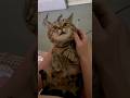 лечимся а как по другому Cat веселыекоты кошки кот прикольныекоты шишак котик дружок лечимся а как по другому Cat веселыекоты кошки кот прикольныекоты шишак котик дружок