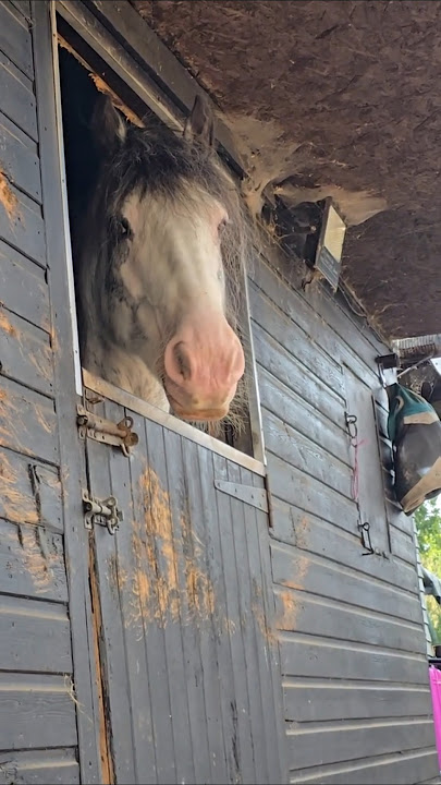 When your show pony gets *that* look in his eye 🤣 #horse #shorts