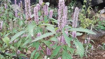 Hoa Bạc Hà Trên Cao Nguyên Đá Đồng Văn - Hà Giang / nuôi ong du mục lấy mật hoa bạc hà / M22