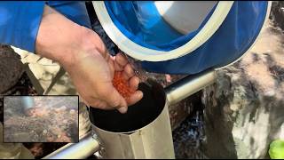 Stocking trout eggs in the stream