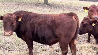 Greg takes you on a walk through their winter stockpile grazing with cow mob.