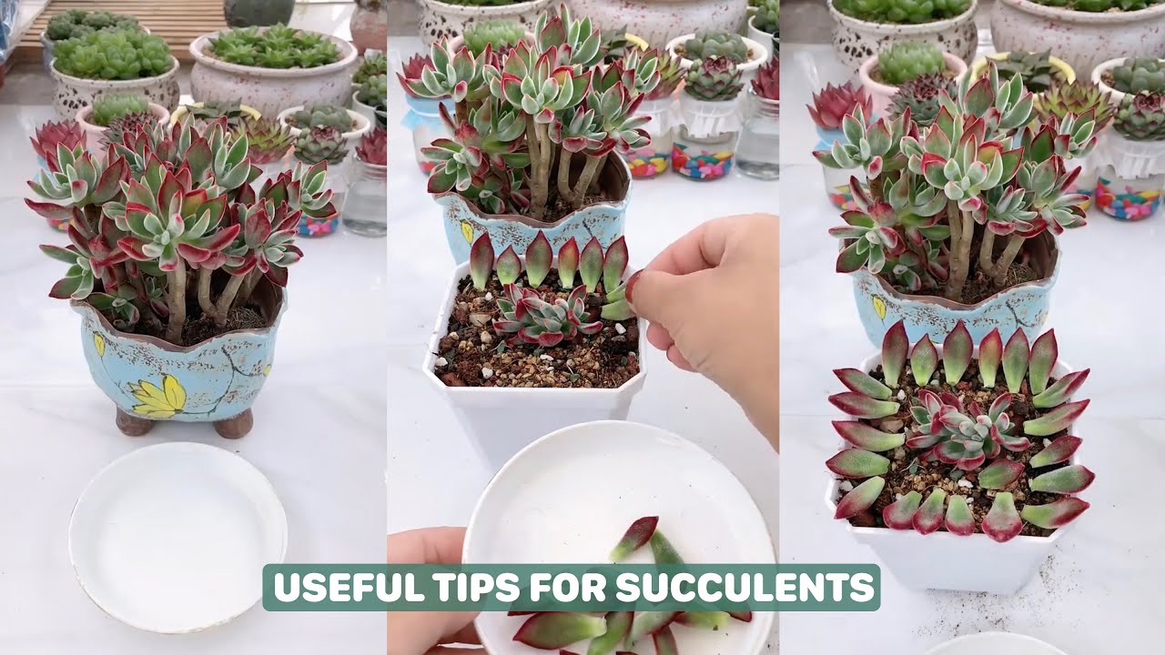 The ABSOLUTE BEST Way to Grow Succulents Fast | 다육이 | 多肉植物 - YouTube