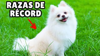 20 CURIOSIDADES sobre razas de PERROS by Zona Perros 414 views 10 hours ago 13 minutes, 15 seconds