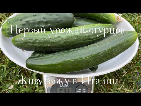 13.06.2025 Пятница! Первый урожай огурцов!
