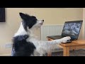 Rory the Border Collie - Alphabet challenge - funny amazing dog tricks compilation