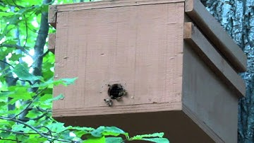 Swarm box bee capture!