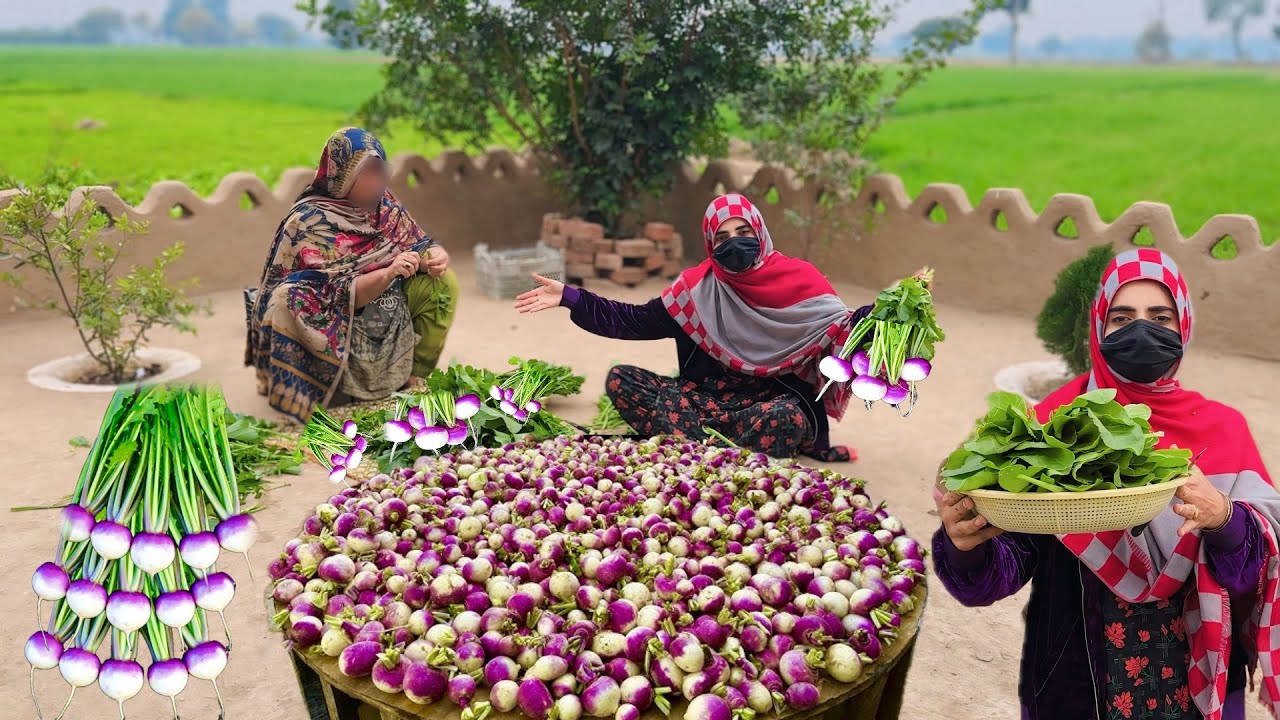 Turnips Harvesting 🫜 Apne Kheton ki Fresh Vegetables 🥦🥬 Hamza Sidhu | Zaini Baji 