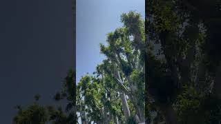 Деревья #nature, Лос Фелиз