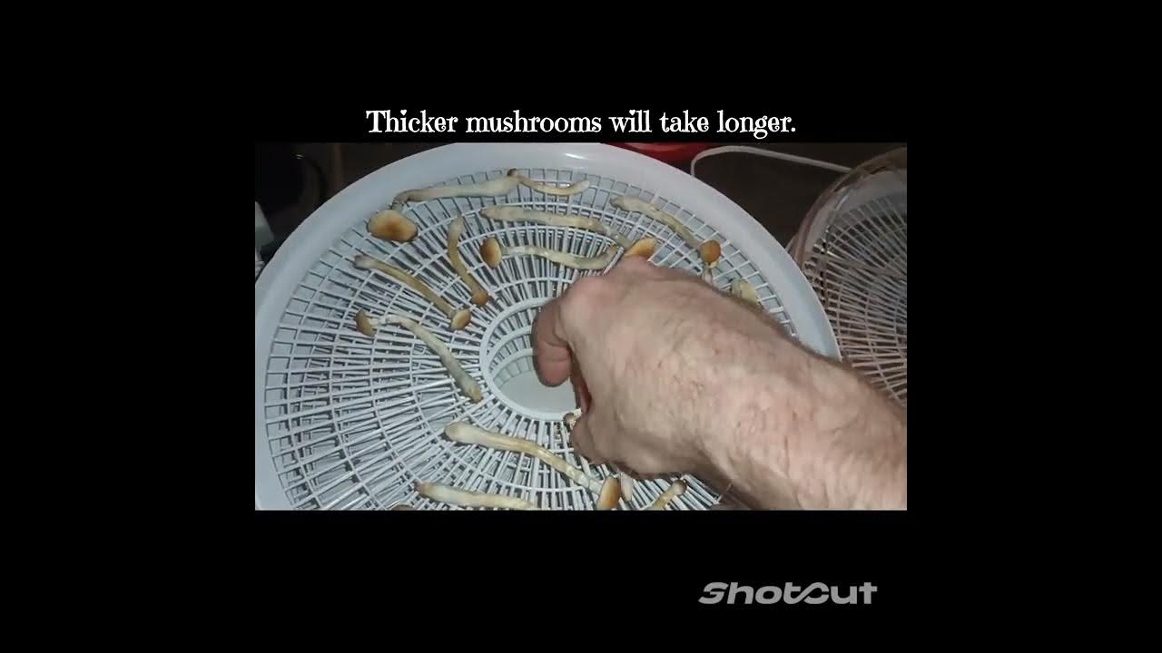 Mushroom Cultivation 101 Dehydrating and storage. YouTube