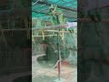 Meet My Hilarious Green Parrot – Talking, Singing & More!