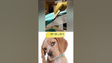 GIVE THIS VIDEO A TITLE  🐶 🗿(WRONG ANSWERS ONLY) ||  #Respect #mrbombastic #popular #latest