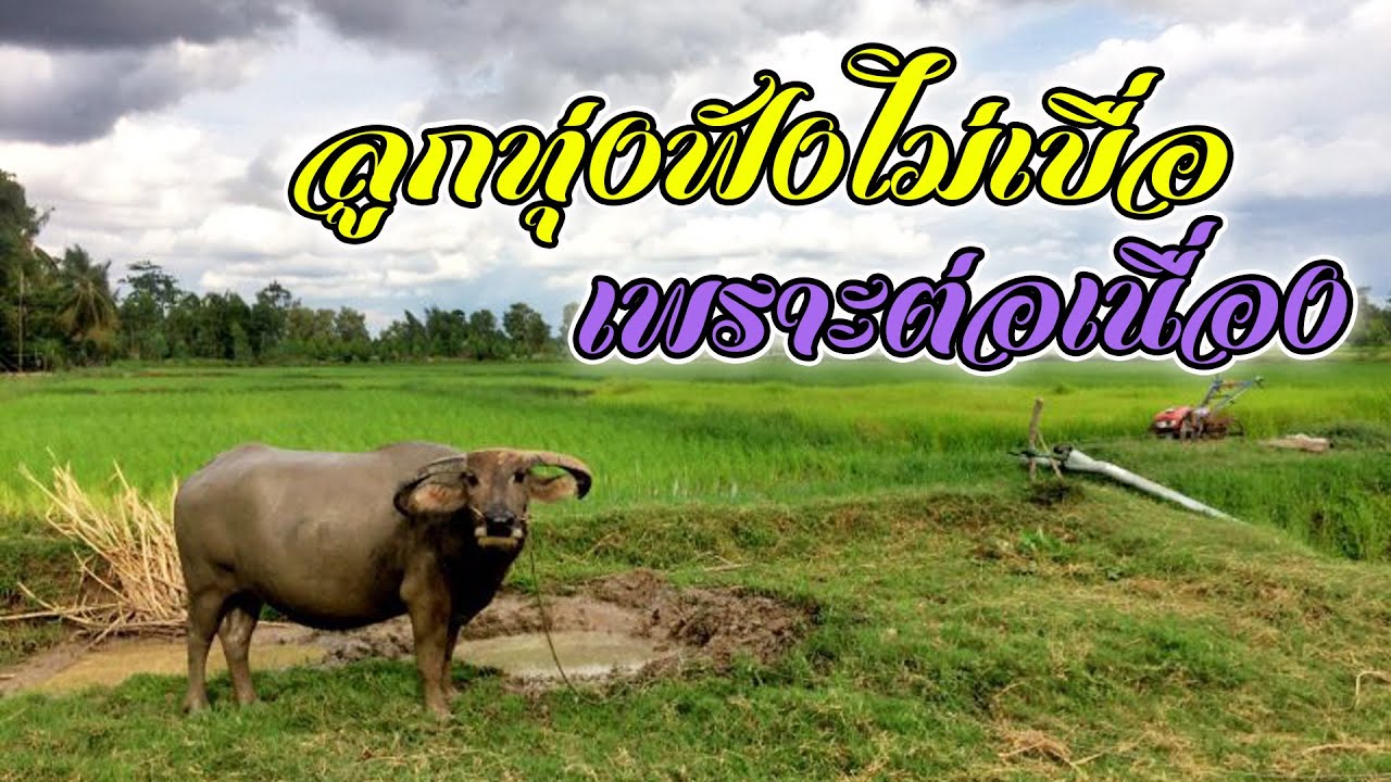 ลูกทุ่งฟังไม่เบื่อ เพราะต่อเนื่อง