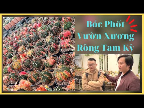 Video Bóc Phốt Vườn Xương Rồng Tam Kỳ | XƯƠNG RỒNG TAM KỲ - youtube