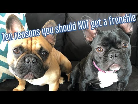 10 reasons you should NOT get frenchie - YouTube