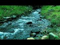 Say Goodbye to Stress 🌊 River Sounds & Birds to Calm Your Racing Mind