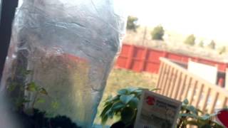 Planted Pepper and Strawberry update video
