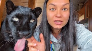 Luna the panther has 4,000,000 friends 😍🥳❤️(ENG SUB)