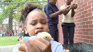 Maupin Elementary Farm Day