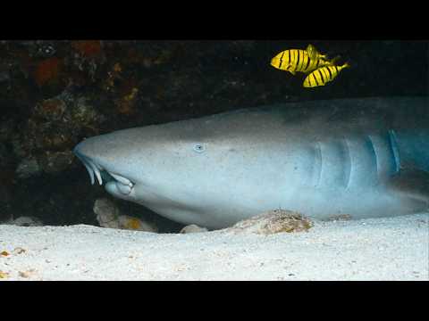 This Is Why We Dive the Maldives | Sharks, Mantas & More