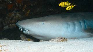 This Is Why We Dive the Maldives | Sharks, Mantas & More
