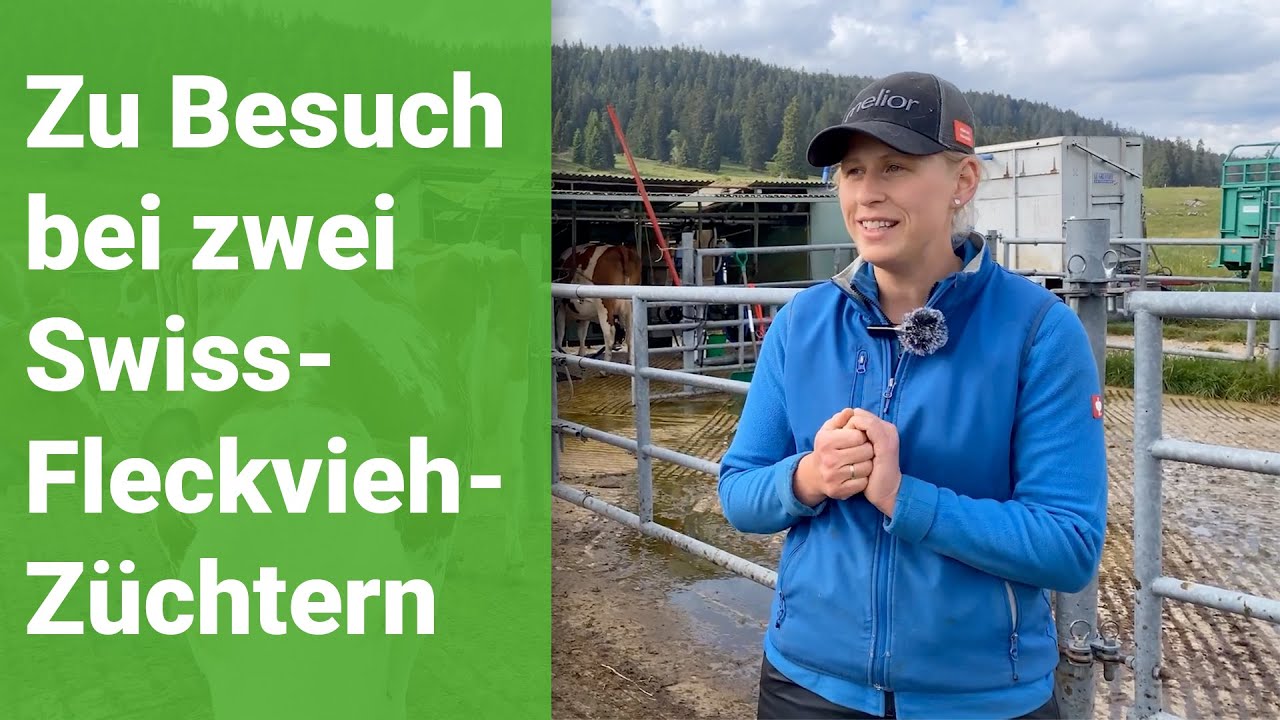 Zu Besuch bei zwei leidenschaftlichen Swiss-Fleckvieh-Züchtern