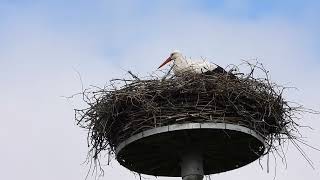 White storks in Denmark Rens 18 april 2024