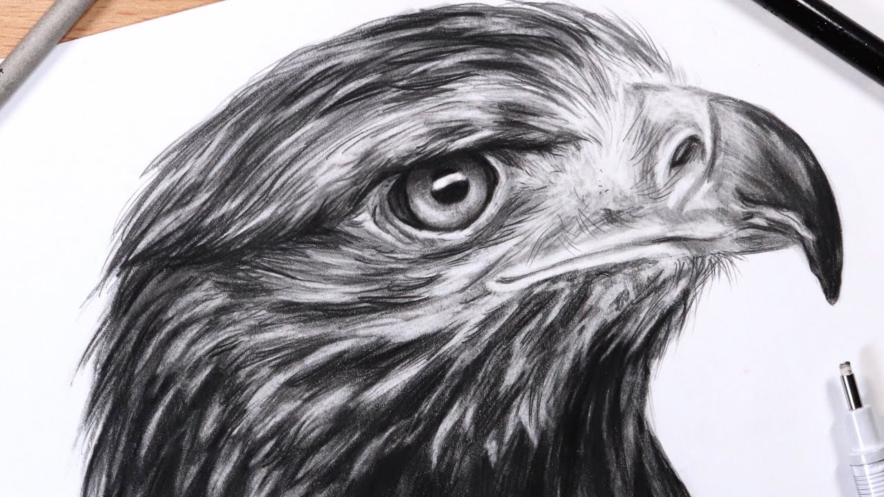 How to Draw Feathers: Drawing a Realistic Eagle Head - YouTube