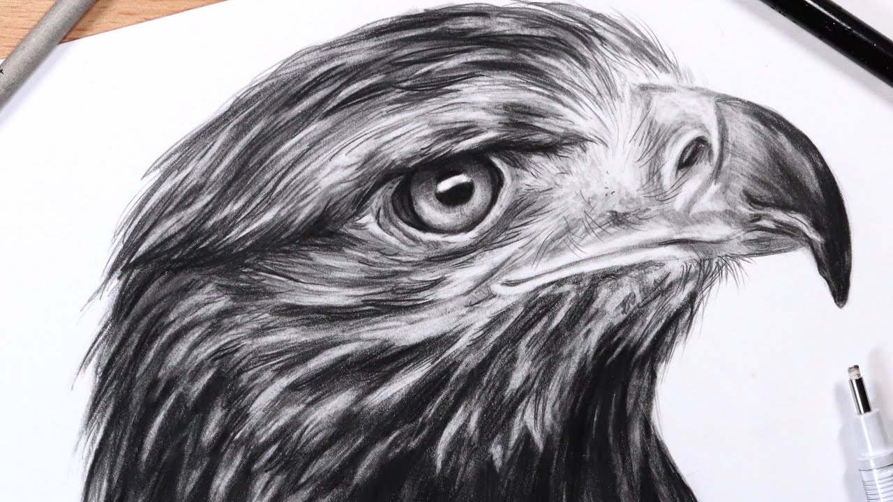 How to Draw a Bald Eagle - Easy Drawing Art