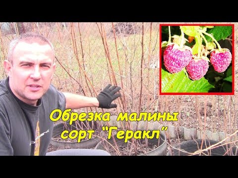 Pruning raspberries in spring - Hercules