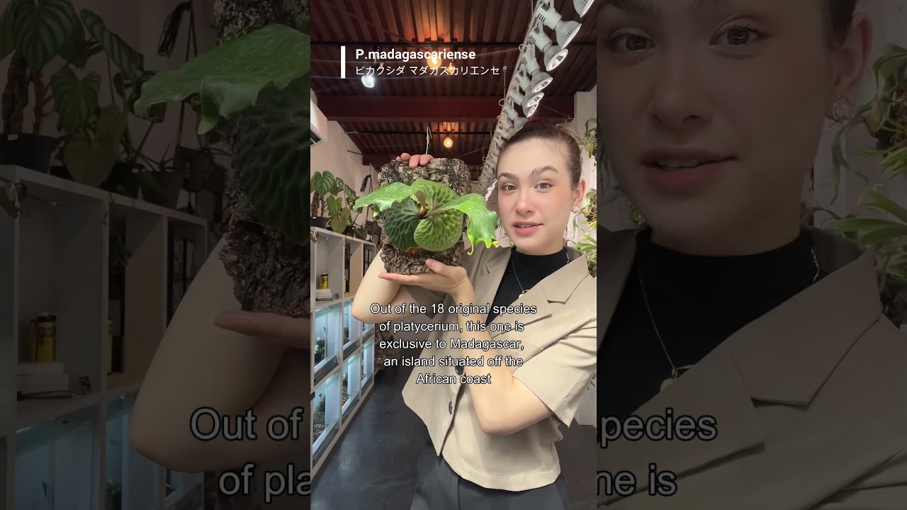 P. Madagascariense マダガスカリエンセ 現地由来株 マダガスカリエン