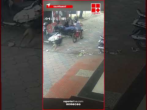 സൈക്കിളിൽ വരികയായിരുന്ന വിദ്യാർത്ഥിനിക്ക് നേരെ തെരുവ് നായ പാഞ്ഞടുത്തു, രക്ഷപ്പെട്ടത് തലനാരി