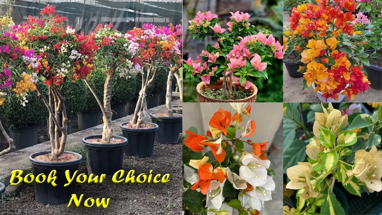 🌸 दुर्लभ Bougainvillea रंग - आपके गार्डन की खास शान! 🌿 Green Bazar 📞 8100330052 #viralvideo #sale