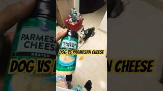 DOG VS PARMESAN CHEESE 🧀 🐶 😂 SUBSCRIBE FOR MOREEEE 🔥