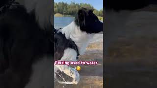 Border Collie Morning Fun