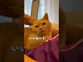 寝るとき許可を取ってくる甘えん坊なルナくん、4歳になりました！