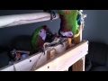 Birds kill McDonalds toy